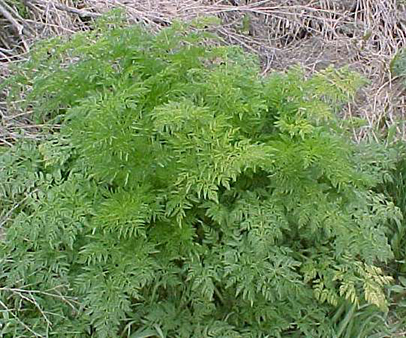 Poison-hemlock foliage