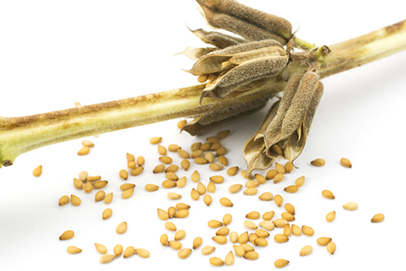 Sesame seeds in pods